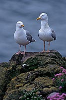 Gull (Herring) (Larus argentatus argenteus) - Goéland argenté 11929