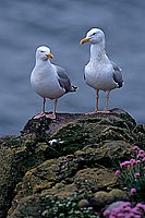 Gull (Herring) (Larus argentatus argenteus) - Goéland argenté 11929 Gull (Herring) (Larus argentatus argenteus) - Goéland argenté 11929
