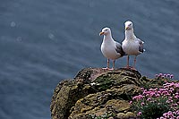 Gull (Herring) (Larus argentatus argenteus) - Goéland argenté 11932