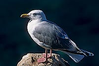 Gull (Herring) (Larus argentatus argentatus) - Goéland argenté 11946