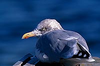Gull (Herring) (Larus argentatus argenteus) - Goéland argenté 11940