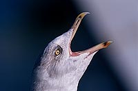 Gull (Herring) (Larus argentatus argenteus) - Goéland argenté 11942