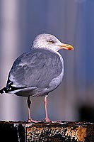 Gull (Herring) (Larus argentatus argenteus) - Goéland argenté 11945