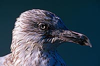 Gull (Herring) (Larus argentatus argenteus) - Goéland argenté 11939