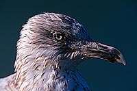 Gull (Herring) (Larus argentatus argenteus) - Goéland argenté 11939 Gull (Herring) (Larus argentatus argenteus) - Goéland argenté 11939