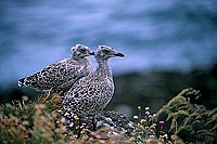 Gull (Herring) (Larus argentatus argenteus) - Goéland argenté 11955