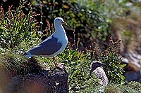 Gull (Herring) (Larus argentatus argentatus) - Goéland argenté 11918