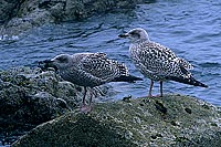 Gull (Herring) (Larus argentatus argenteus) - Goéland argenté 11961
