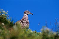 Gull (Herring) (Larus argentatus argentatus) - GoÃ©land argentÃ© 11923