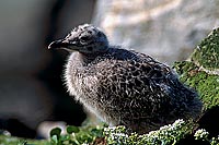 Gull (Herring) (Larus argentatus argentatus) - Goéland argenté 11925