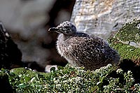 Gull (Herring) (Larus argentatus argentatus) - Goéland argenté 11927