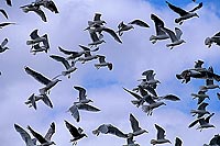 Gull (Herring) (Larus argentatus argenteus) - Goéland argenté 11963
