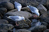 Gull (Herring) (Larus argentatus argenteus) - Goéland argenté 11962