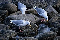 Gull (Herring) (Larus argentatus argenteus) - Goéland argenté 11962 Gull (Herring) (Larus argentatus argenteus) - Goéland argenté 11962