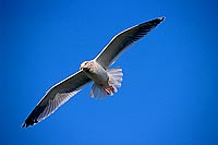 Gull (Herring) (Larus argentatus argenteus) - Goéland argenté 11965