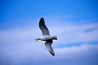 Gull (Herring) (Larus argentatus argenteus) - Goéland argenté 11966
