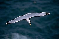 Gull (Herring) (Larus argentatus argenteus) - Goéland argenté 11967