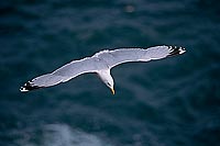 Gull (Herring) (Larus argentatus argenteus) - Goéland argenté 11967 Gull (Herring) (Larus argentatus argenteus) - Goéland argenté 11967