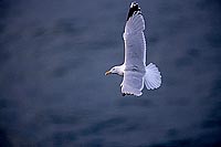 Gull (Herring) (Larus argentatus argenteus) - Goéland argenté 11969