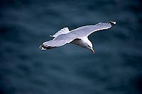 Gull (Herring) (Larus argentatus argenteus) - Goéland argenté 11971