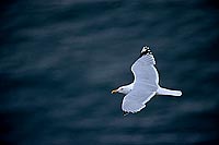 Gull (Herring) (Larus argentatus argenteus) - Goéland argenté 11972
