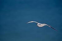 Gull (Herring) (Larus argentatus argenteus) - Goéland argenté 11973
