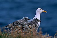Gull (Herring) (Larus argentatus argenteus) - Goéland argenté 11974 Gull (Herring) (Larus argentatus argenteus) - Goéland argenté 11974