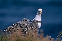 Gull (Herring) (Larus argentatus argenteus) - Goéland argenté 11974b
