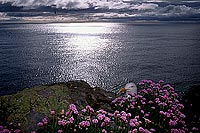 Gull (Herring) (Larus argentatus argenteus) - Goéland argenté 11975