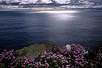 Gull (Herring) (Larus argentatus argenteus) - Goéland argenté 11976