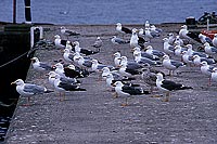 Gull (Herring) (Larus argentatus argenteus) - Goéland argenté 11977