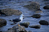 Gull (Lesser Black-backed) (Larus fuscus graellsii) - Goéland brun 11885