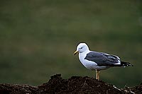 Gull (Lesser Black-backed) (Larus fuscus graellsii) - Goéland brun 11886