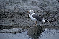 Gull (Lesser Black-backed) (Larus fuscus graellsii) - Goéland brun 11888