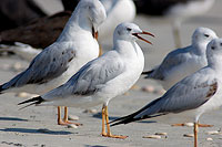 Slender-billed Gull  (Larus genei) - Goéland railleur 10682