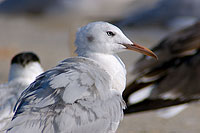 Slender-billed Gull  (Larus genei) - Goéland railleur 10683