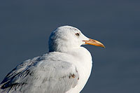 Slender-billed Gull  (Larus genei) - Goéland railleur 10684