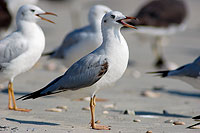 Slender-billed Gull  (Larus genei) - Goéland railleur 10686