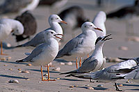 Slender-billed Gull  (Larus genei) - Goéland railleur 11026