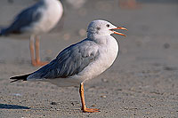 Slender-billed Gull  (Larus genei) - Goéland railleur 11029