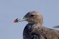 Sooty Gull (Larus hemprichii) - Goéland d'Hemprich (10687)