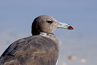 Sooty Gull (Larus hemprichii) - Goéland d'Hemprich (10689)