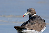 Sooty Gull (Larus hemprichii) - Goéland d'Hemprich (10690)