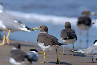 Sooty Gull (Larus hemprichii) - Goéland d'Hemprich (10691)