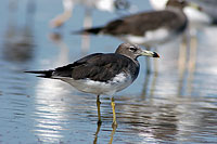 Sooty Gull (Larus hemprichii) - Goéland d'Hemprich (10692)