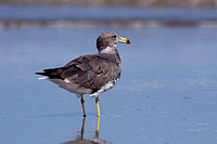 Sooty Gull (Larus hemprichii) - Goéland d'Hemprich (10693)