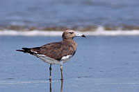 Sooty Gull (Larus hemprichii) - Goéland d'Hemprich (10694)