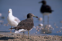 Sooty Gull (Larus hemprichii) - Goéland d'Hemprich (11030) Sooty Gull (Larus hemprichii) - Goéland d'Hemprich (11030)