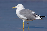 Yellow-legged Gull  (Larus cachinnans) - Goéland leucophée 10695