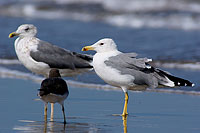 Yellow-legged Gull  (Larus cachinnans) - Goéland leucophée 10697